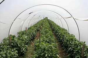 Greenhouse film / garden film