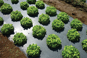 Mulching Spun Bond Film